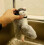 Interactive Flying Bird Cat Toy with Fluttering Wings 4