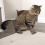 Catnip Mouse Toy for Cats, Cat Toy, 3-Pack 3