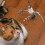 Interactive Cat Toy Feather Bird with Bell Suction Cup 3