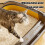 Cat Litter Box Set with Scoop and Hook 0.8 lb 5