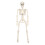 Squelette articulé lumineux LED 40 cm 2