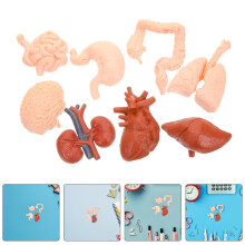 Set di 2 giocattoli anatomici con modelli di organi umani