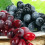 Artificial Plastic Grapes Green 36 Count 3