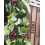 Artificial Plastic Grapes Green 36 Count 4