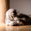 Melody Chaser, peluche interattivo per cani e gatti (uccellino) 5