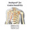 Neck and upper back pain relief treatment for 4