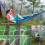 Brazilian Hammock Cotton Extra Large 260x150cm 5