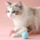 Cat Toy Moving Ball Blue 1 Pack 3
