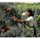 Fruit Picking Bag Orchard Apron with Pockets 3