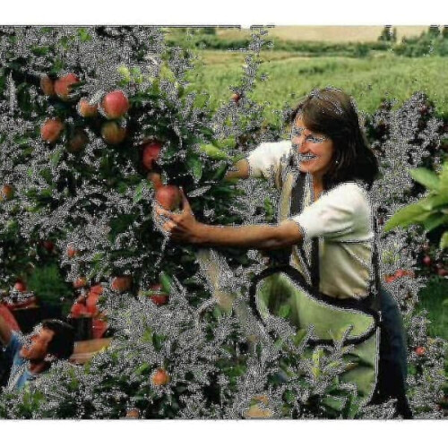 Fruit Picking Bag Orchard Apron with Pockets 2