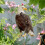 Owl Bird Repellent Scarecrow Rectangle Hanging A4 7
