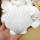Natural scallop shells white 12cm 10 pcs 4