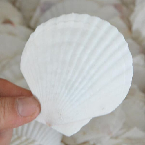 Natural scallop shells white 12cm 10 pcs 1