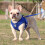 Dog harness vest reflective breathable blue XS 3