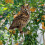 Owl Bird Repellent Hanging Scarecrow A5 4