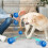 Interactive Dog Ball Smart Toy with 360 Rotation 7