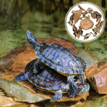 Trästubbe Sköldpadda Solplattform Naturlig Design 1 st