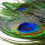 Peacock Feathers Natural 25-30 cm 100 pcs 3
