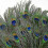 Peacock Feathers Natural 25-30 cm 100 pcs 4