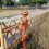 Græskarskeletdekoration Orange Halloween-ophæng 7