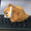 Plush Bunny Stuffed Animal Realistic 1 Piece 4
