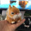 Plush Bunny Stuffed Animal Realistic 1 Piece 5