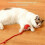 Automatic Cat Ball Toy with Obstacle Avoidance Red 4