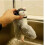 Interactive Flying Bird Cat Toy USB Rechargeable Brown 3