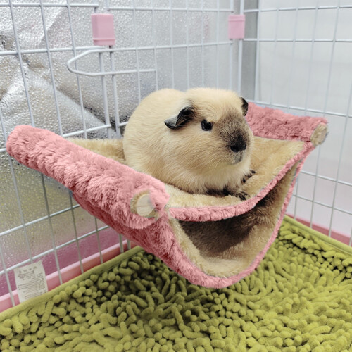 Small Pet Cage Hammock Double Layer for Sugar Glider Parrot