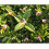 Guirlande lumineuse solaire Dotpet blanc chaud 20 LED 2