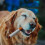 Interactive squeaky cigar dog toy 1 piece 5