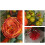 Autumn Wreath for Front Door 18 Inch 6