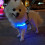 LED Dog Vest Harness Rechargeable Soft Adjustable Reflective 8