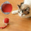 Automatic bite-proof cat ball with rope 1 pack 3
