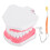 Dental Teaching Model Standard Mouth Model with Toothbrush 2