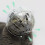 Cat Muzzle Transparent Breathable Hood for Bathing Grooming 4