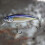2er-Packung Hot Sinking Angelköder Workout 52 mm 4,5 g Jerkbait für Barsch 2