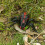 Wireless Remote Control Spider Toy with Glowing Eyes 10M 2
