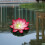 Πλωτά φώτα πισίνας Lotus Lantern, 7 χρώματα, αδιάβροχα με μπαταρία για πισίνα, λίμνη, 4