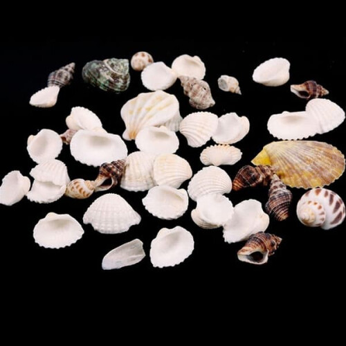 Assorted beach seashells mix 100g 1