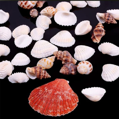 Assorted beach seashells mix 100g 2