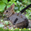 Rabbit Vest Harness and Leash Set Formal Suit Style 5