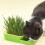 Cat Grass Growing Kit Soilless Hydroponic Pot 1 Pack 6