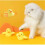 Automatic Cat Toy for Indoor Cats Under $10 4