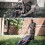 Γρανάζι για χείλος αλυσοπρίονου βήμα 1/4" 9T 7 οδοντωτός τροχός 5