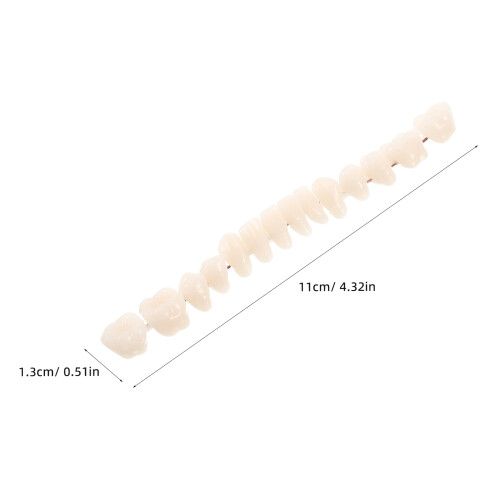 Plastic Fake Teeth Model for Education 2 pcs 1