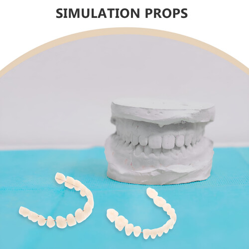 Plastic Fake Teeth Model for Education 2 pcs 2
