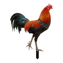 Estacas acrílicas para corral de gallinas, decoración de jardín exterior, 6 piezas