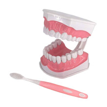 Dental teaching model with child and adult teeth, gums,