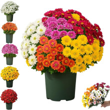 Funsdecor Chrysanthèmes artificiels Sunset Mums Outdoor Fall Daisy avec